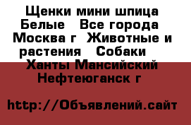 Щенки мини шпица Белые - Все города, Москва г. Животные и растения » Собаки   . Ханты-Мансийский,Нефтеюганск г.